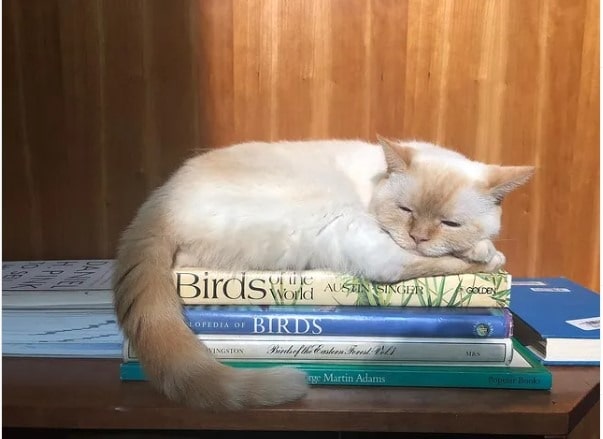 Picture of Jess Salgueiro's pet cat sleeping on a book